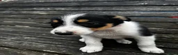 Mixed Breed dogs for sale: Kelpie x collies BEAUTIFUL LITTER - Advert 26