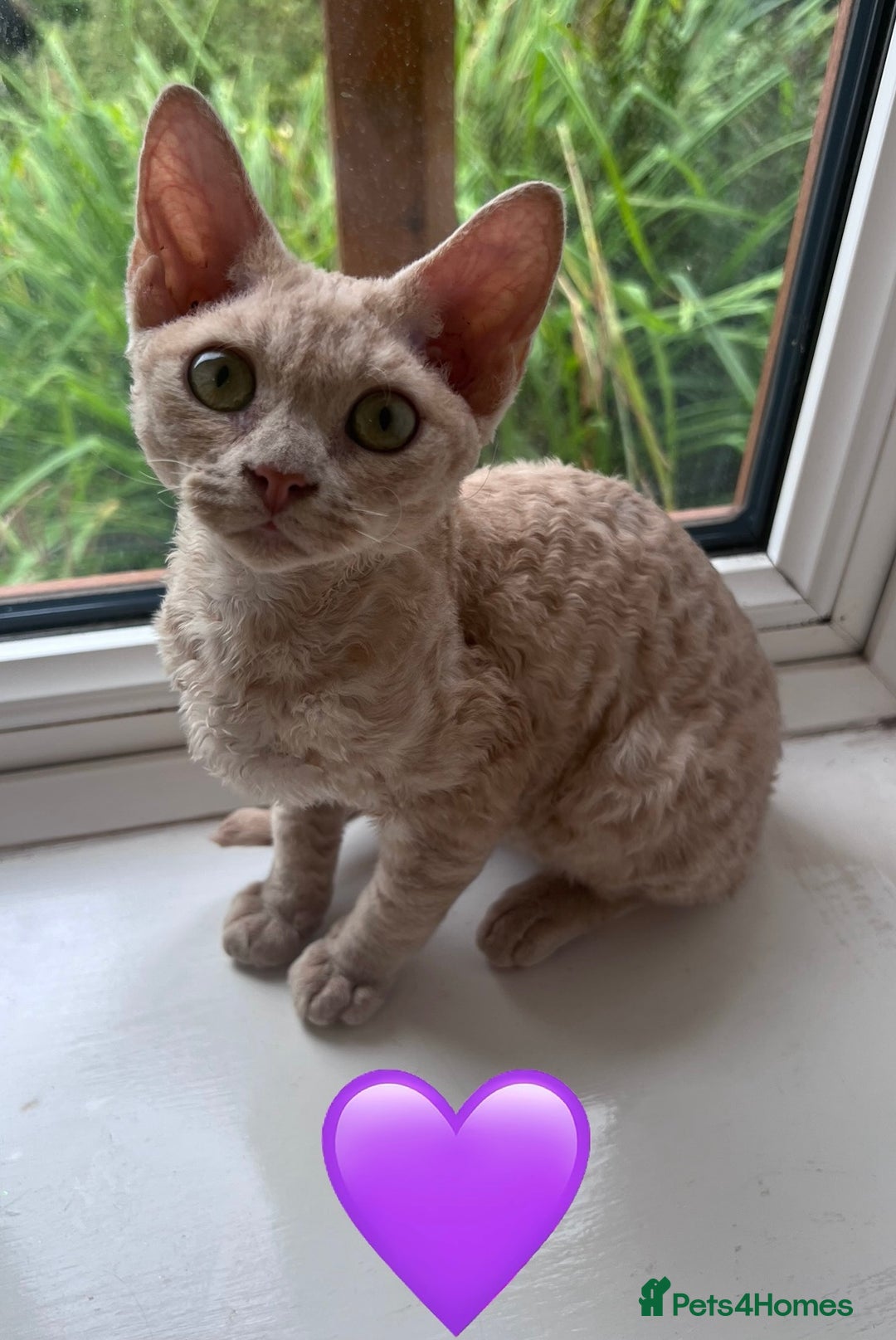 Devon Rex cats for sale: 1 girl left. Stunning Devon Rex GCCF kittens  - Image 28