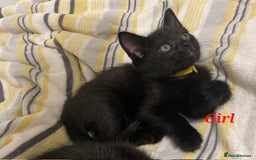 Domestic Shorthair cats for sale: 7 beautiful kittens!!!🐈‍⬛🐈‍⬛🐈‍⬛ - Image 3
