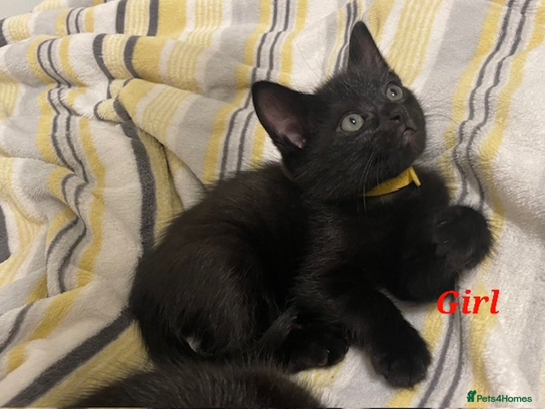Domestic Shorthair cats for sale: 7 beautiful kittens!!!🐈‍⬛🐈‍⬛🐈‍⬛ - Image 3