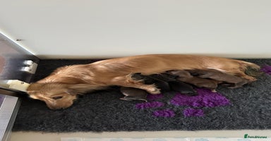 Miniature Dachshund dogs - Advert 8