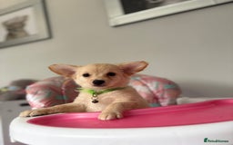 Chihuahua dogs for sale: Chihuahua x Italian volpino (5 puppies left ) 🏆 - Image 30