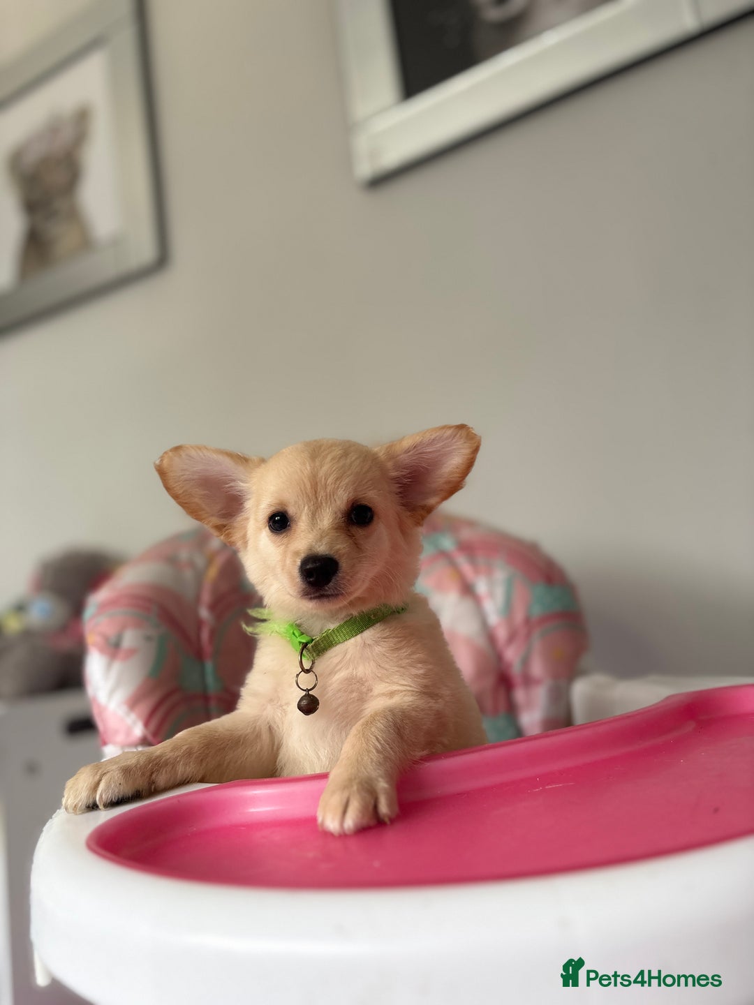 Chihuahua dogs for sale: Chihuahua x Italian volpino (5 puppies left ) 🏆 - Image 30