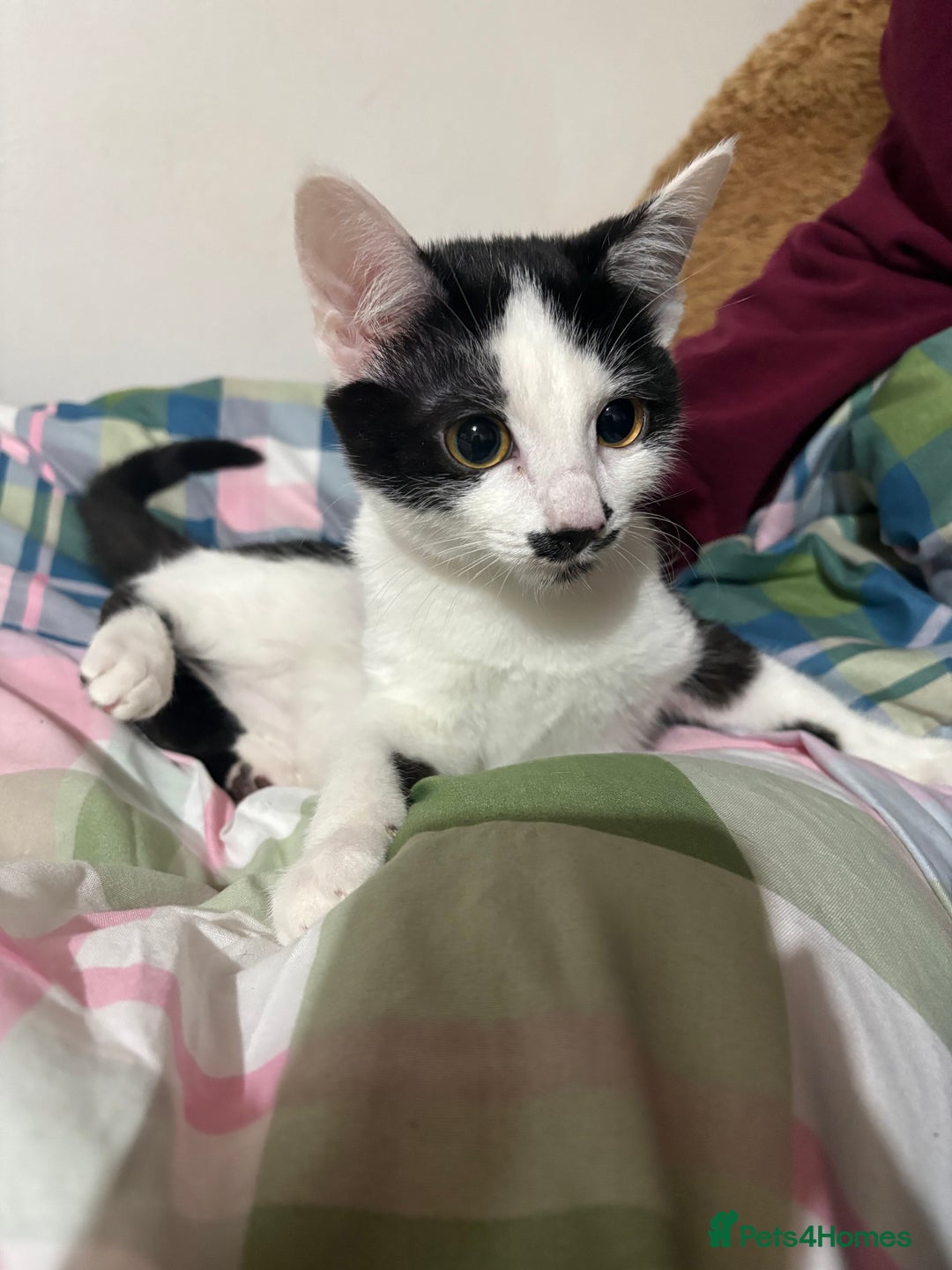 Mixed Breed cats for sale: 3 FEMALE MIXED KITTENS WITH QUARTER SIAMESE - Advert 8