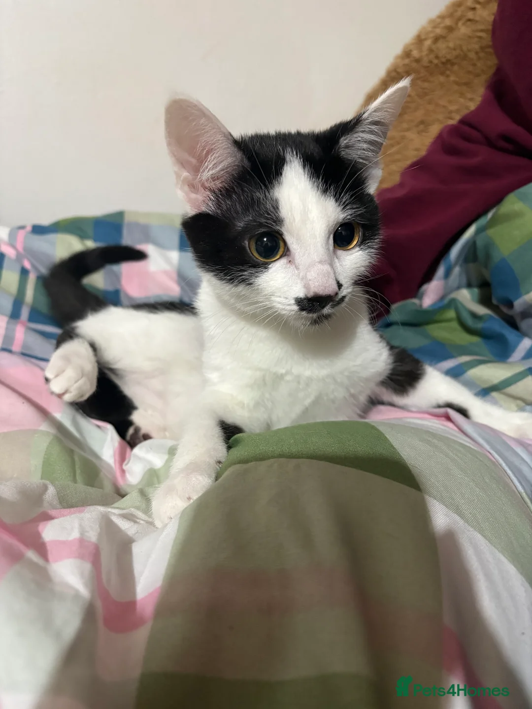 Mixed Breed cats for sale: 3 FEMALE MIXED KITTENS WITH QUARTER SIAMESE - Advert 8