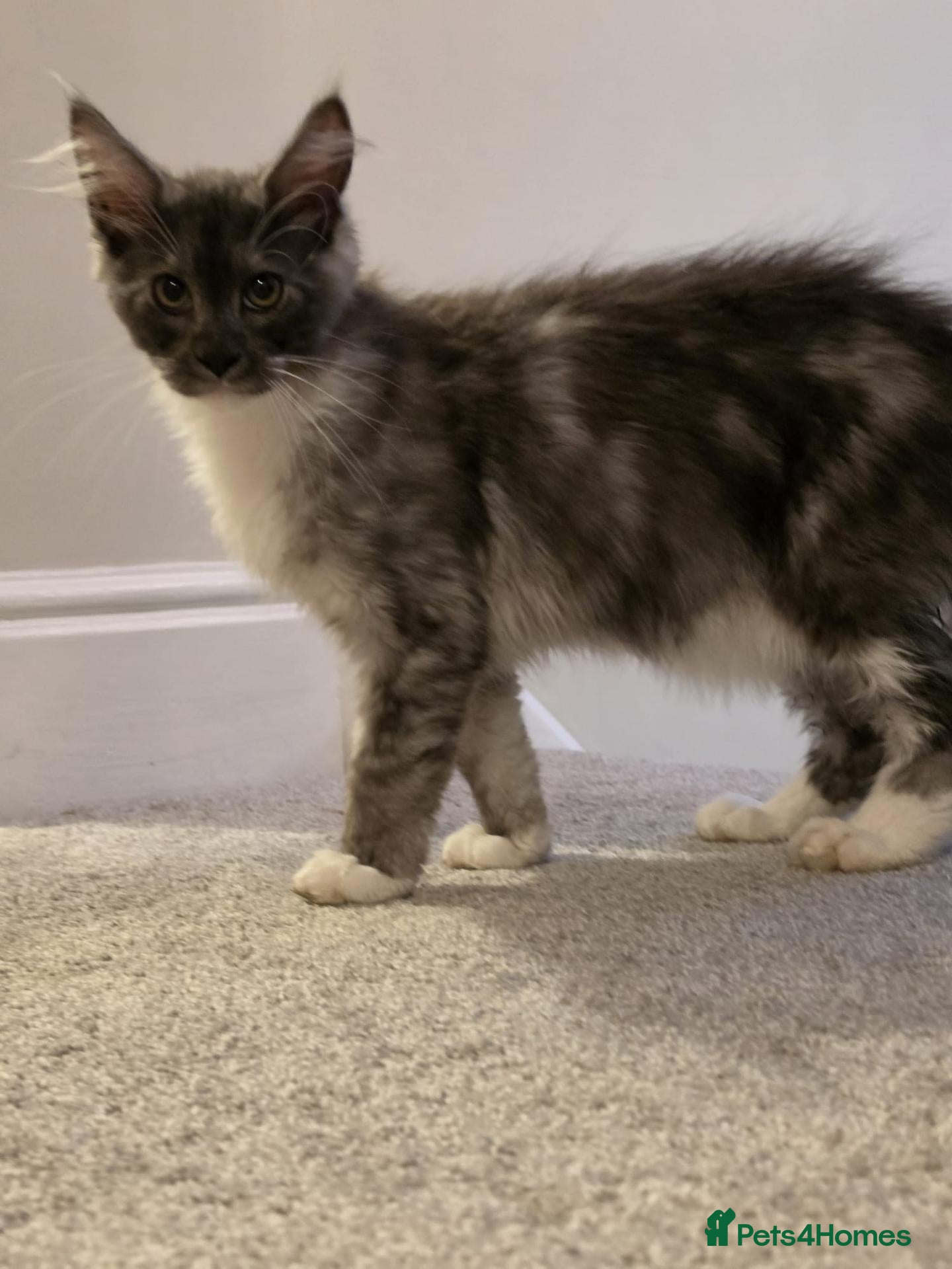 Maine Coon cats Maine Coon Kittens- TICA registered  - Advert 2