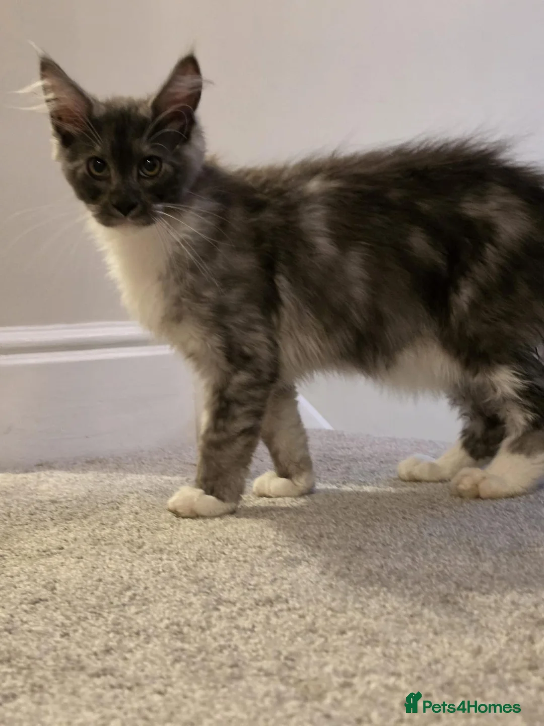Maine Coon cats for sale: Maine Coon Kittens- TICA registered  - Advert 2