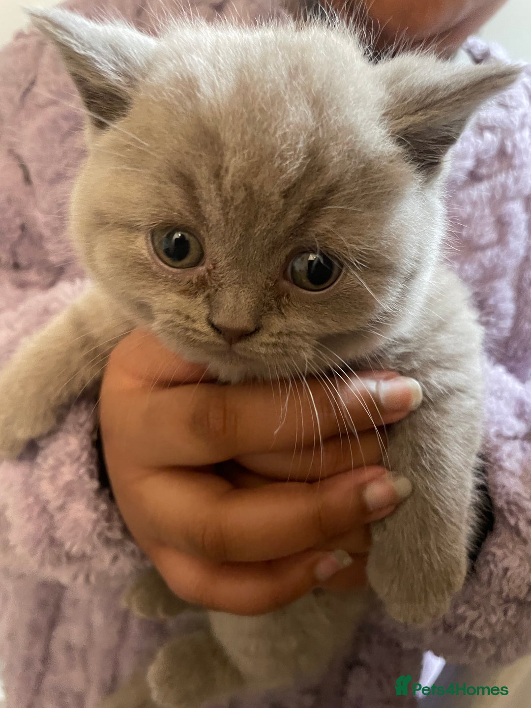 British Shorthair cats for sale:  Pedigree British shorthair kitten - Advert 20