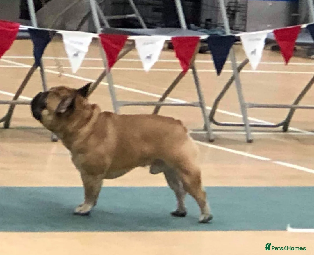 French Bulldog dogs for stud: Henri show winning red fawn stud  - Advert 11