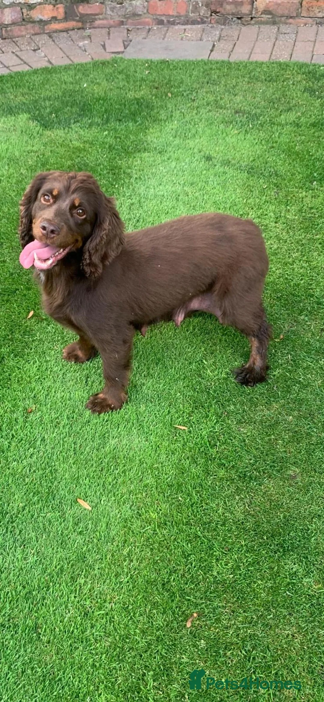 Cockapoo dogs for sale: Cockerpoo  - Advert 7