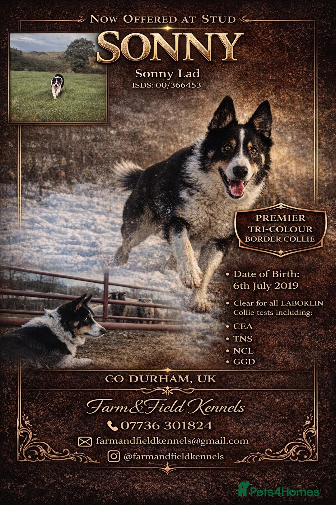 Border Collie dogs for sale: Merle Boarder collies - Advert 2