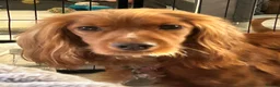 Cocker Spaniel dogs for sale: Cocker spaniel Puppys  - Advert 1