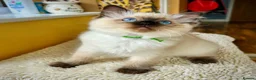Ragdoll cats for sale: Seal colourpoint Ragdoll  - Advert 5