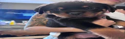 Rottweiler dogs for sale: ELITE KC REGISTERED GERMAN ROTTWEILER PUPPIES  - Advert 8