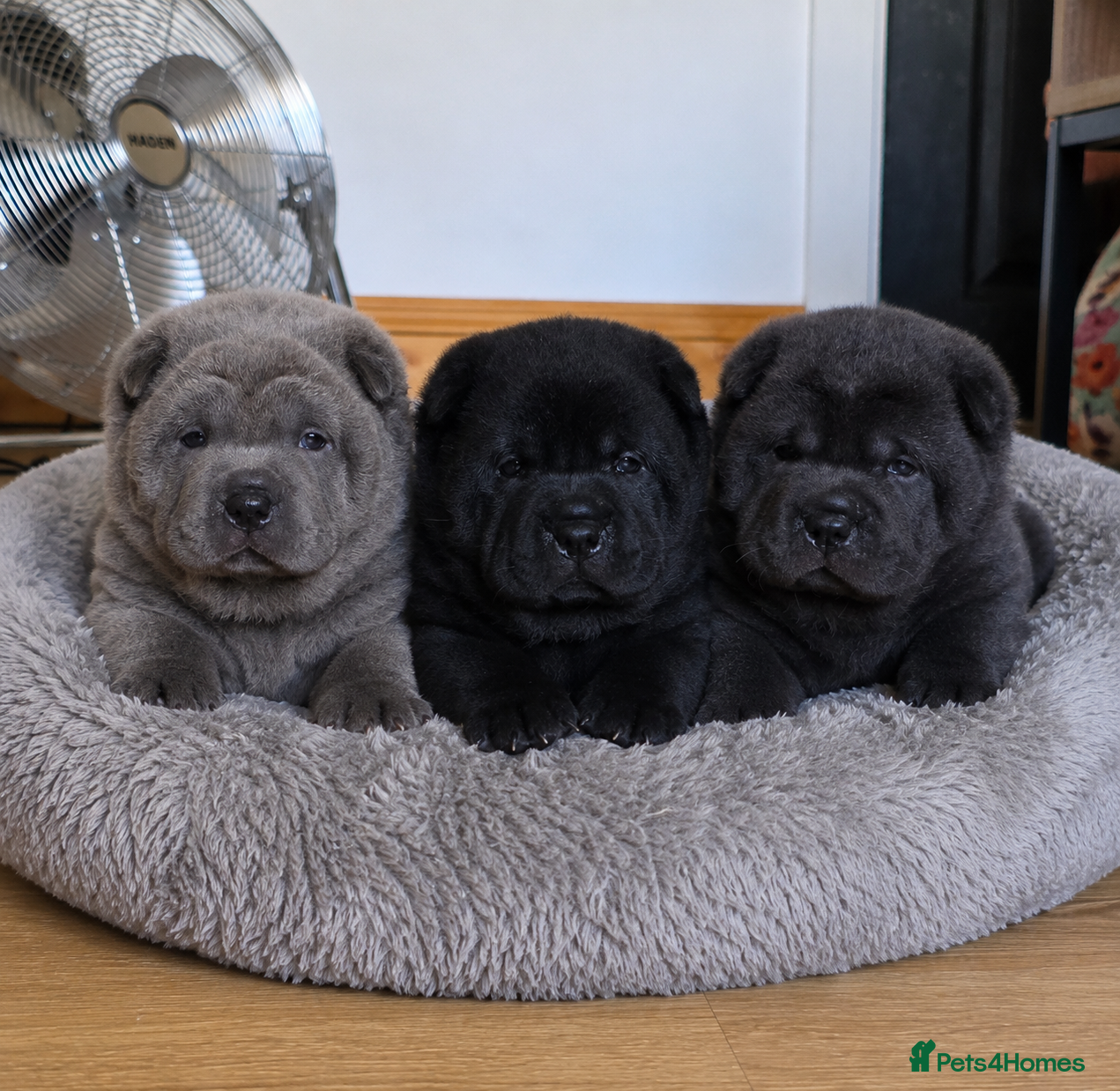 Mixed Breed dogs ChowPei Pups - Advert 4