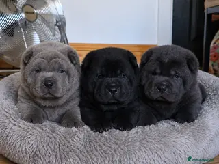Mixed Breed dogs ChowPei Pups - Advert 4