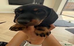 Miniature Dachshund dogs for sale: Last boy ready for new home Mini Dachshund  - Image 31