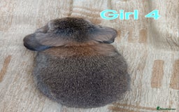 Mini Lop rabbits for sale: Three Beautiful Mini Lop Bunnies Left - Image 13