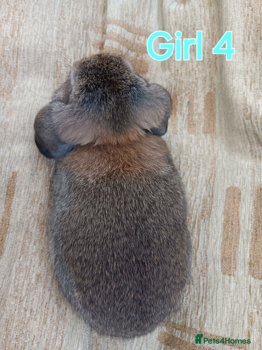 Mini Lop rabbits for sale: Three Beautiful Mini Lop Bunnies Left - Image 13