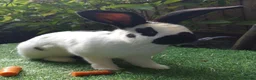 Continental Giant rabbits for sale: Super Stud Bunnies Health checked and Vaccinated  - Advert 20