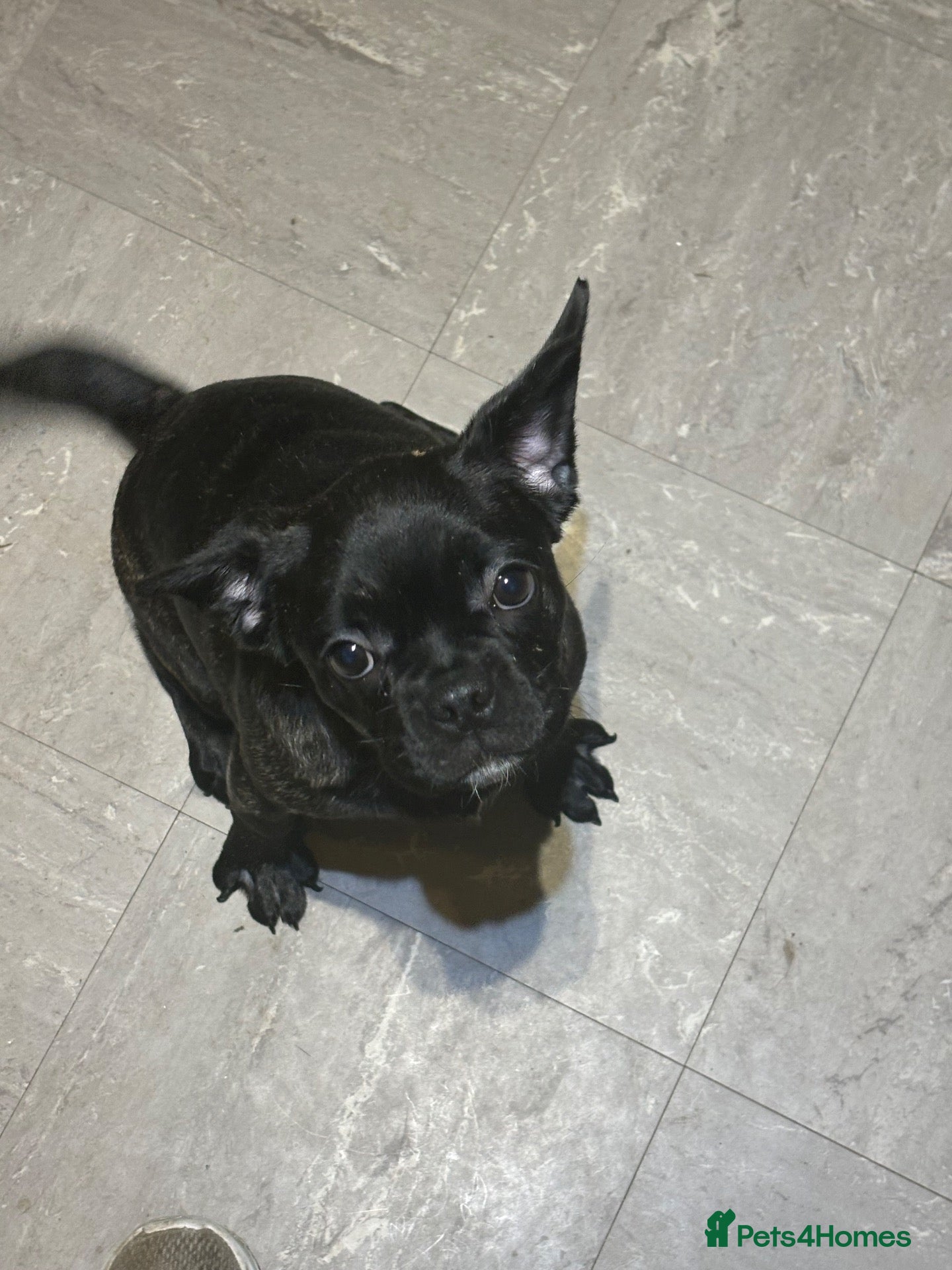 Frug dogs Still available! Beautiful baby girl frug  - Advert 6