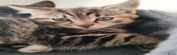 Mixed Breed cats for sale: ❤️ Bengal Tortoiseshell mix litter of 3 Girls ❤️  - Advert 15