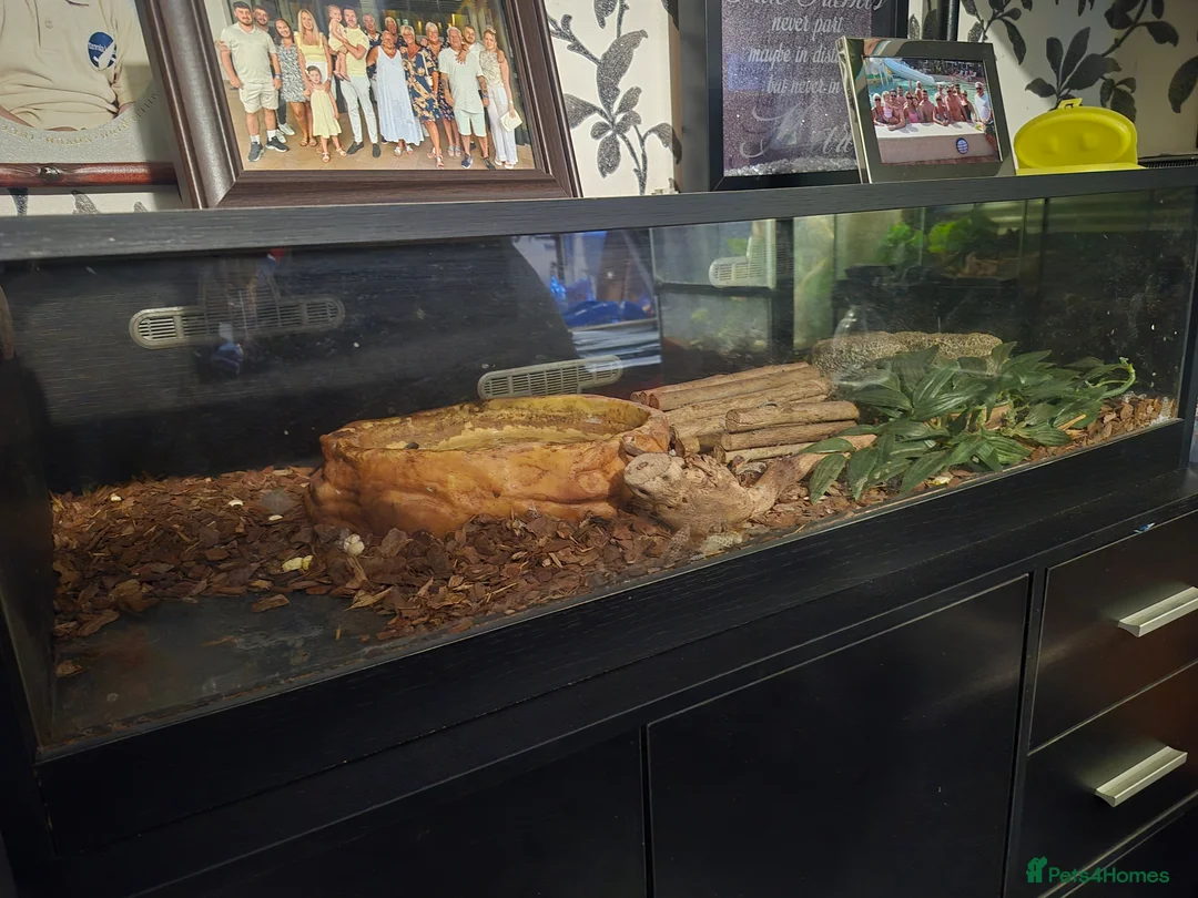 Python Snake reptiles for sale: Ball Python & Enclosure in Haverhill - Advert 3