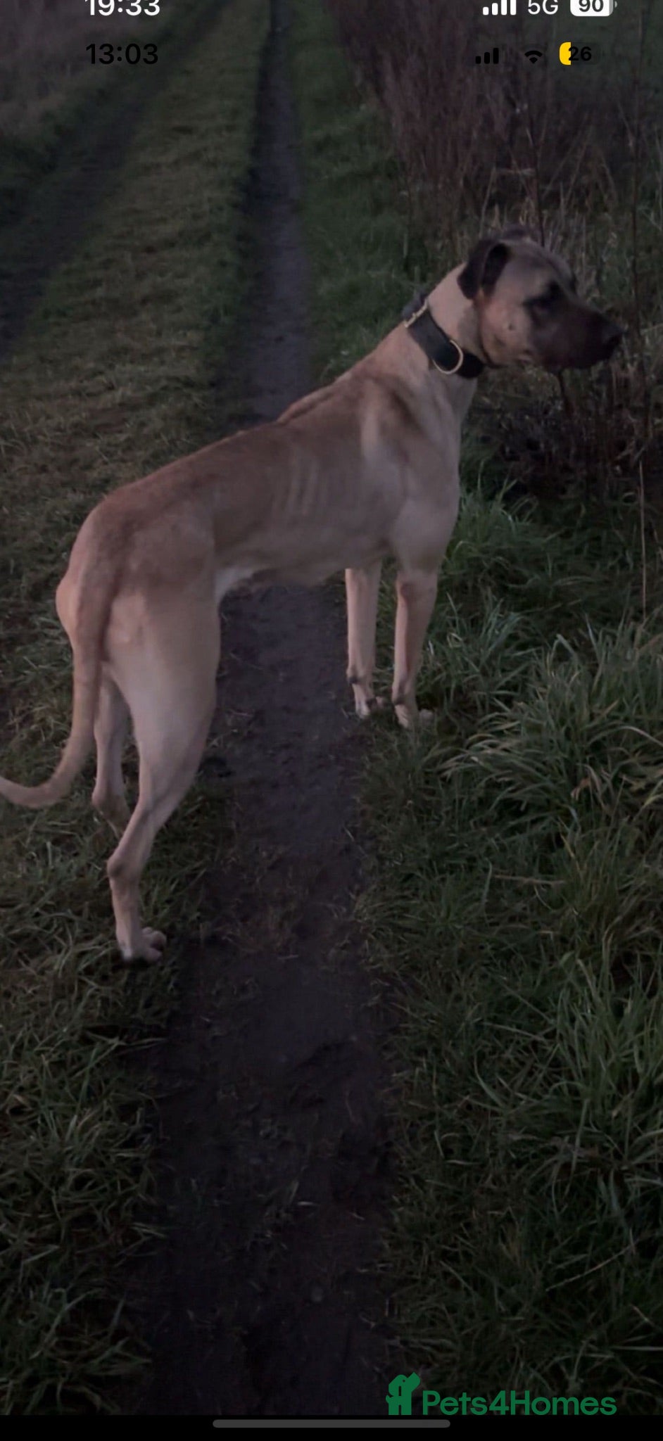 Lurcher dogs Lurcher bitch 2.5 year old  - Advert 2