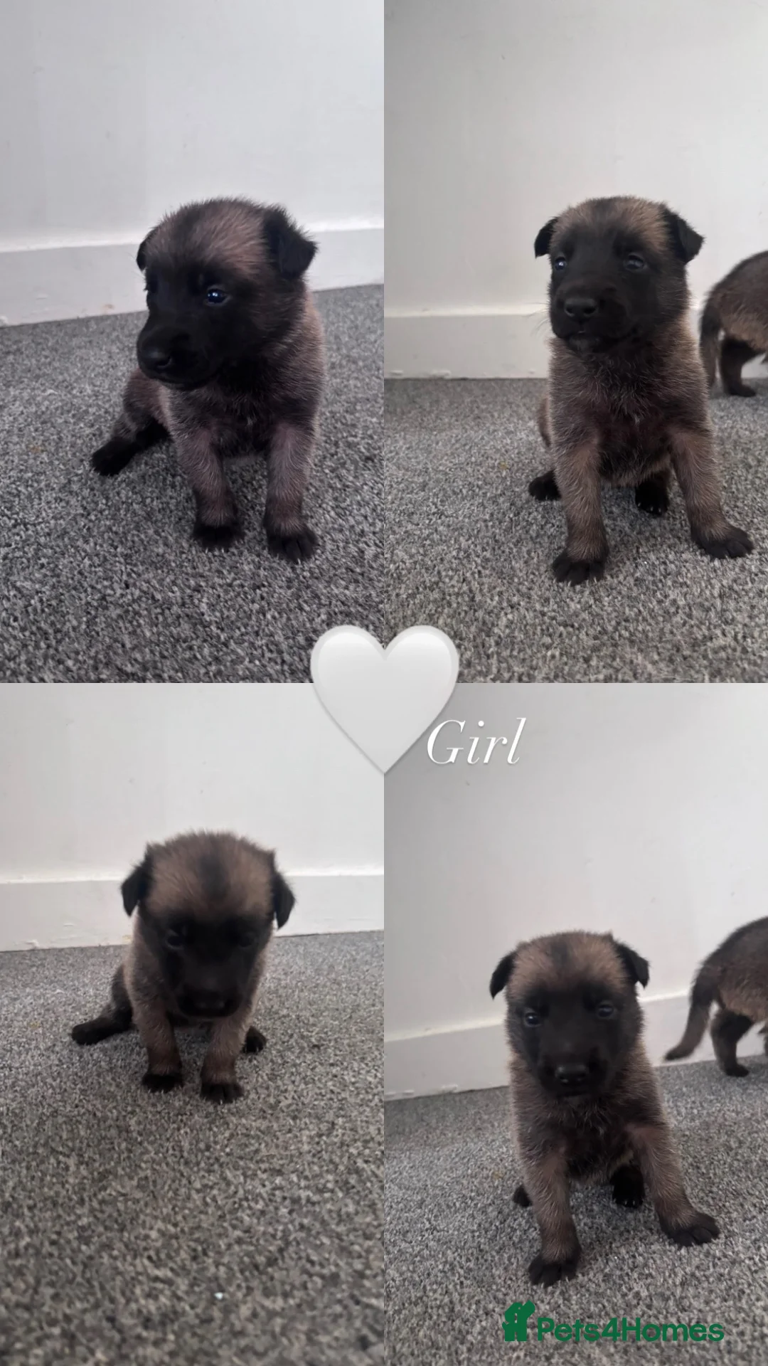 Belgian Shepherd Dog dogs for sale: Beautiful Belgian malinois pups  in Billingham - Advert 13