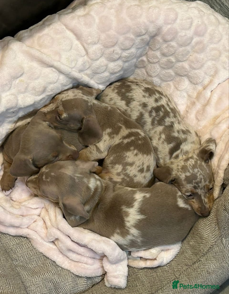 Miniature Dachshund dogs Stunning Miniature Dachshund Puppies - Advert 9