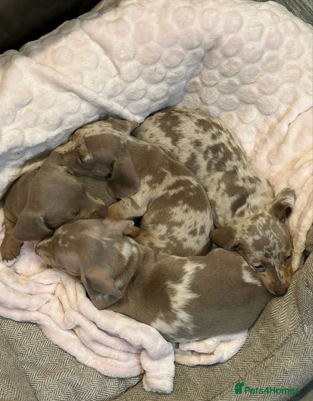 Miniature Dachshund dogs for sale: Stunning Miniature Dachshund Puppies in Kilmarnock - Advert 1