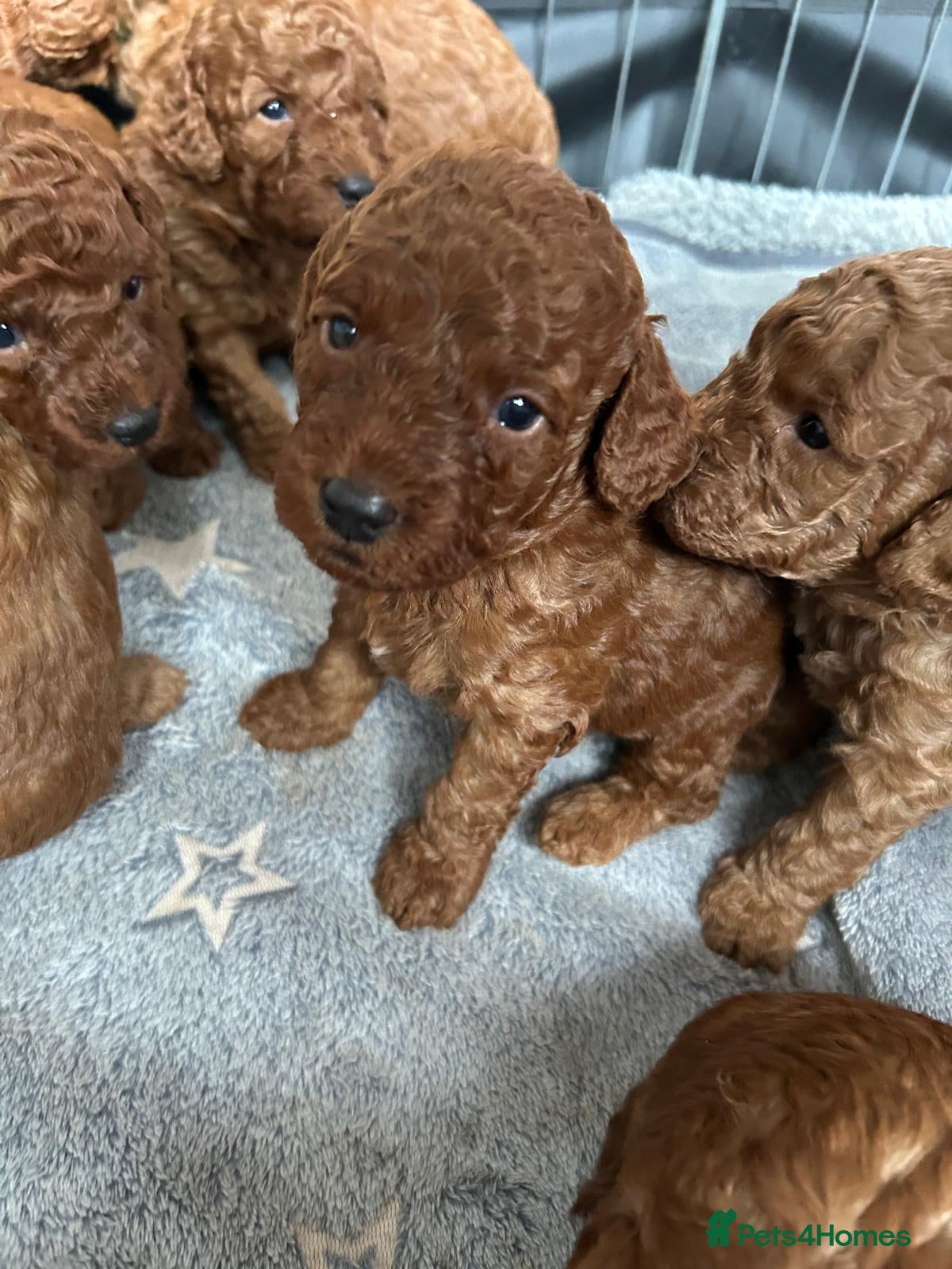 Labradoodle dogs ⭐ Stunning Red F1BB Labradoodle Puppies  - Advert 1