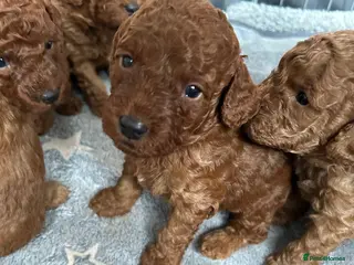 Labradoodle dogs ⭐ Stunning Red F1BB Labradoodle Puppies - Advert 1