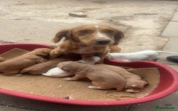Sprocker dogs for sale: Beautiful Sprocker Puppies - Image 20