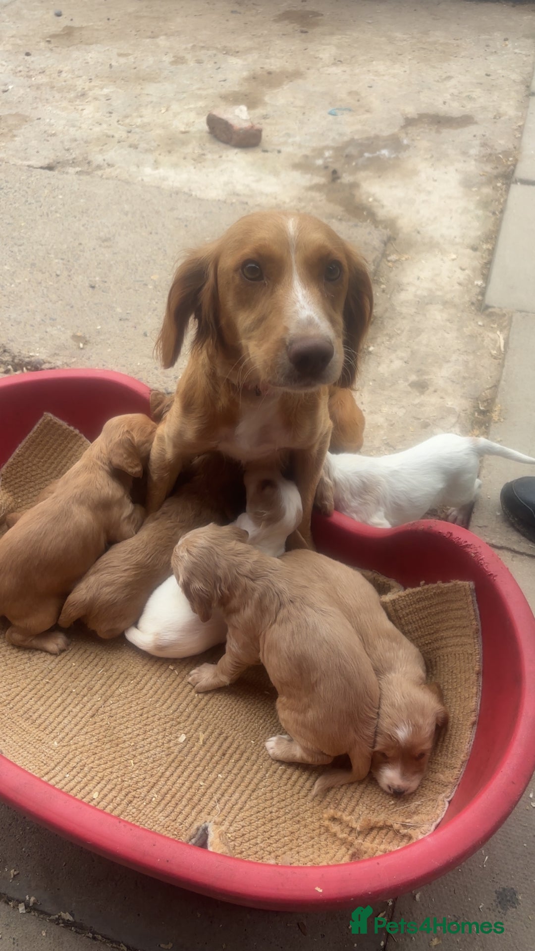 Sprocker dogs for sale: Beautiful Sprocker Puppies - Image 20