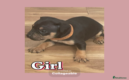 Mixed Breed dogs for sale: Beautiful French wieners  - Image 2