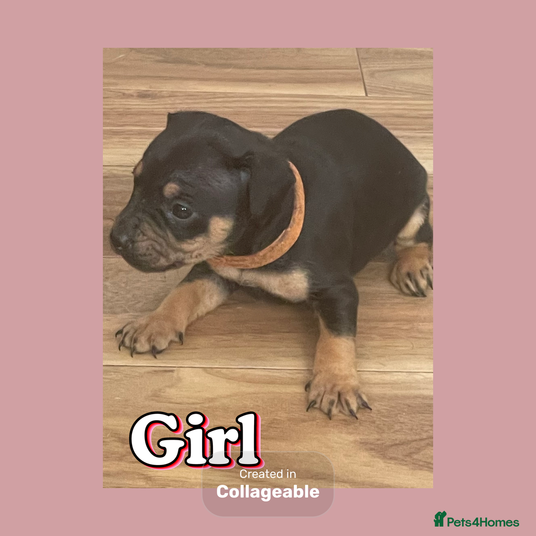 Mixed Breed dogs for sale: Beautiful French wieners  - Image 2
