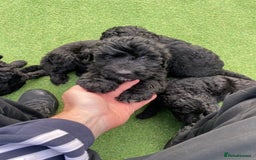 Bernedoodle dogs for sale: Bernedoodle puppies  - Advert 6