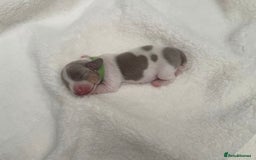 Miniature Dachshund dogs for sale: Miniature Dachshund Puppies - Image 2