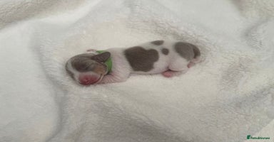 Miniature Dachshund dogs - Advert 6