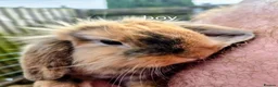 Mini Lion Lop rabbits for sale: 4 lionhead lops for sale - Advert 10