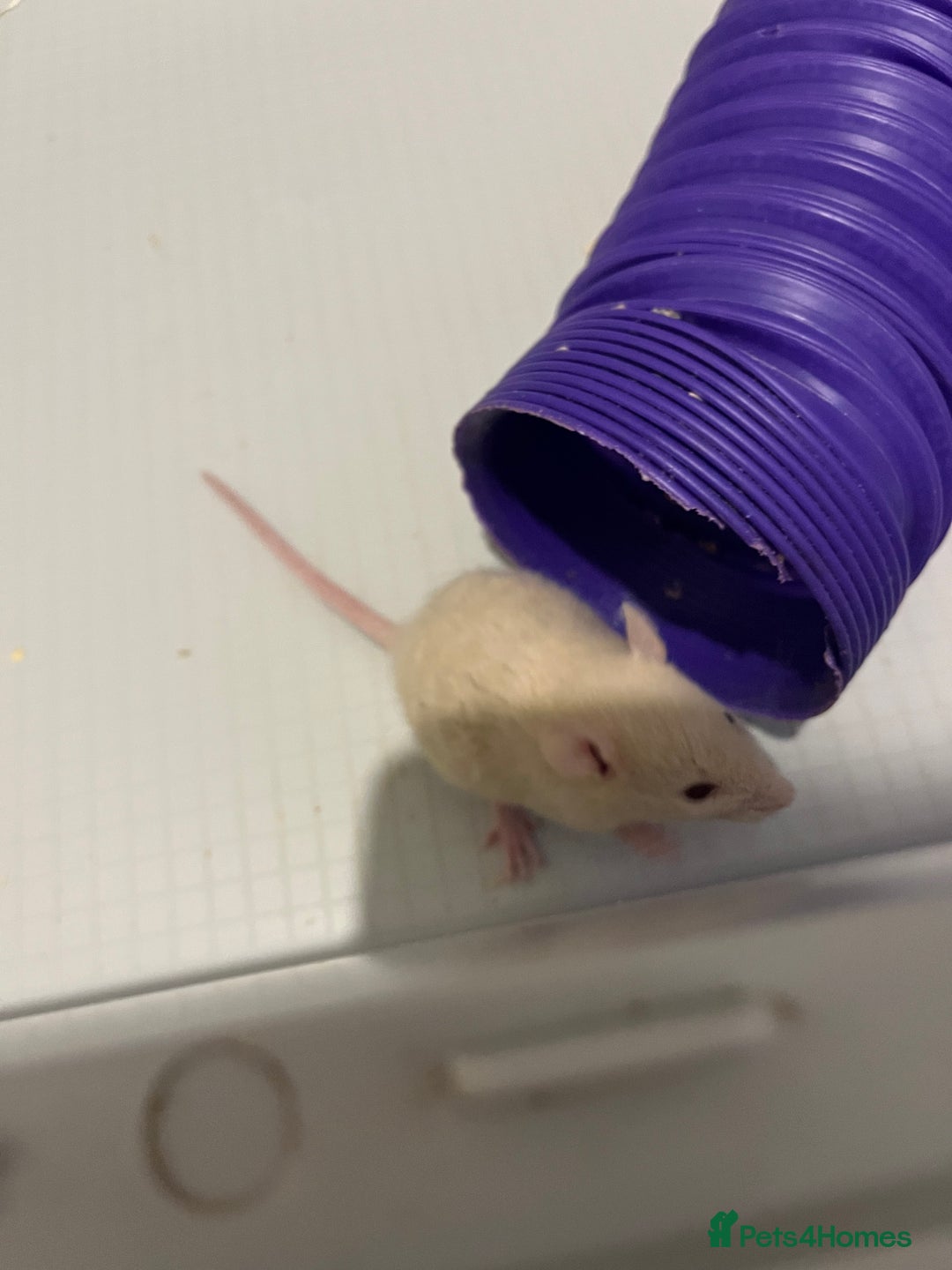 Rat rodents for sale: Baby rats  - Image 5