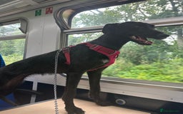 Lurcher dogs for sale: Four-year-old lurcher for sale - Image 18
