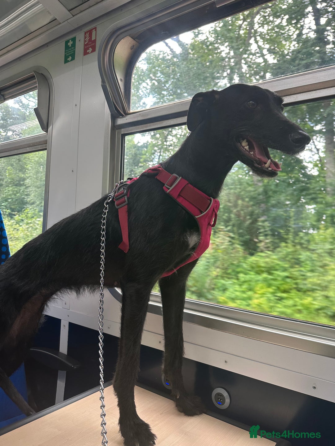 Lurcher dogs for sale: Four-year-old lurcher for sale - Image 18