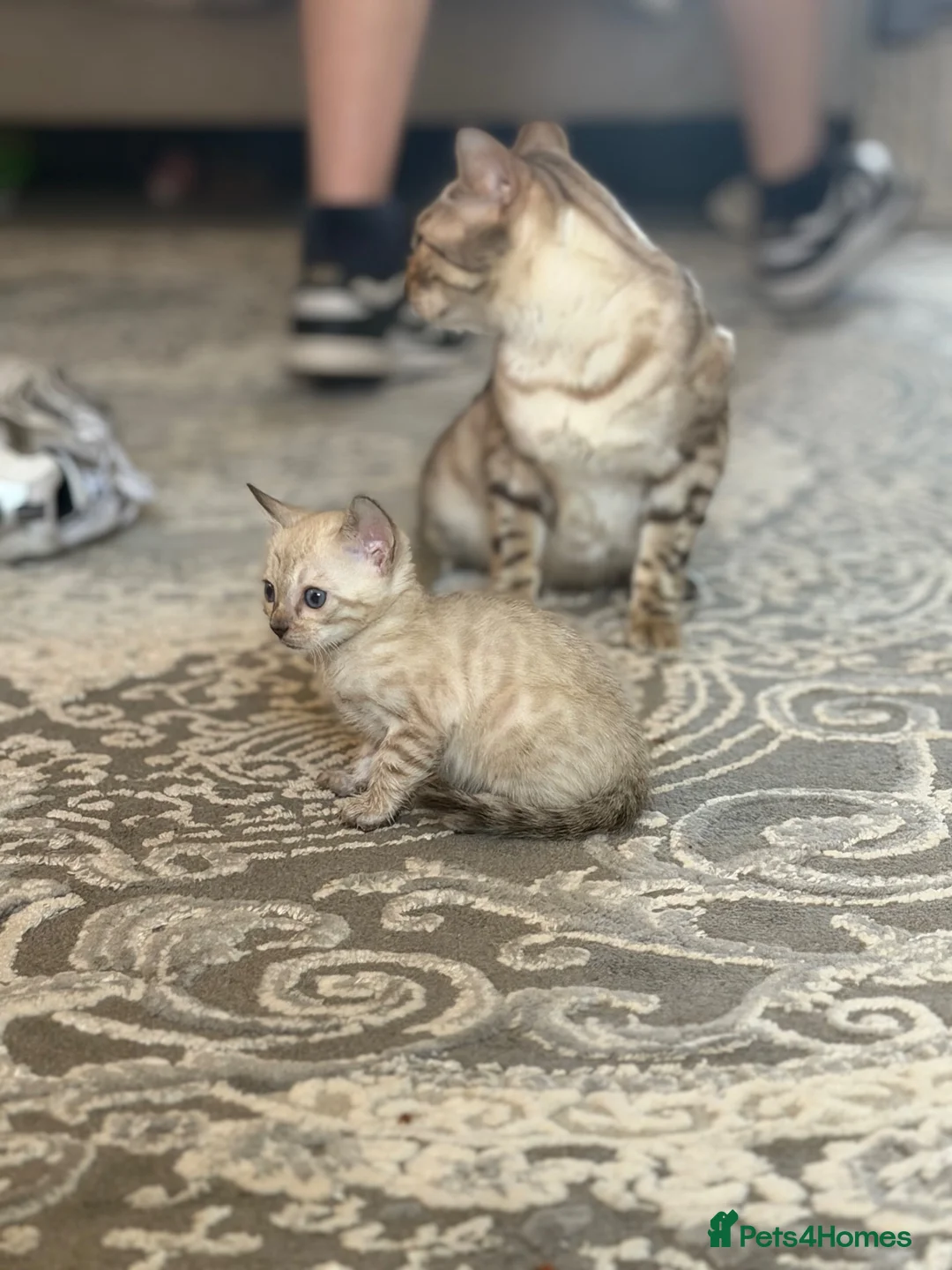 Bengal cats for sale: Beautiful bengal  - Advert 12