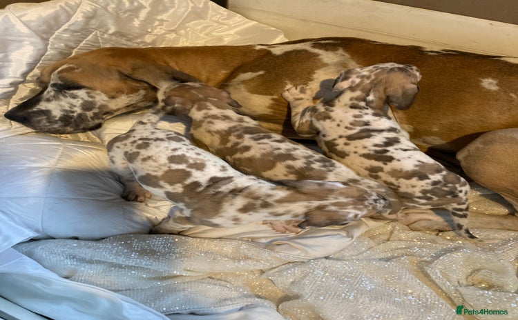 Great Dane dogs - Advert 5