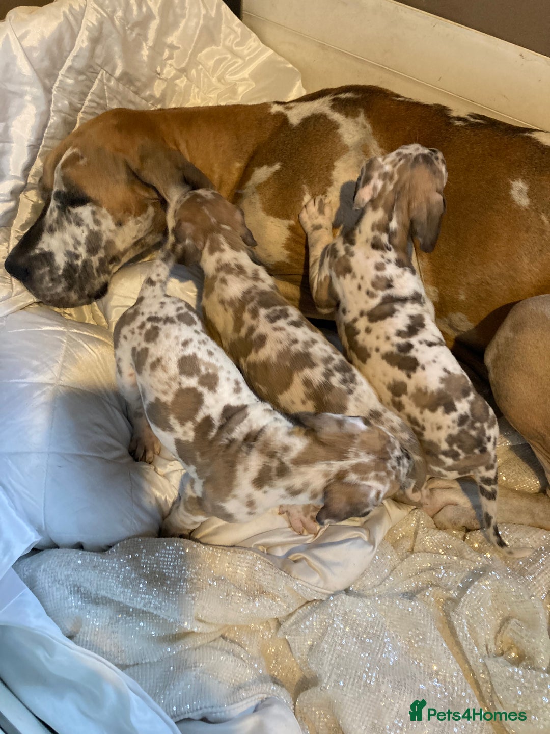 Great Dane dogs for sale: Harlequin pups  - Image 1