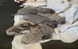 Staffordshire Bull Terrier dogs for sale: Stunning Blue staffy KC Registered Bullscaff Pups - Image 21
