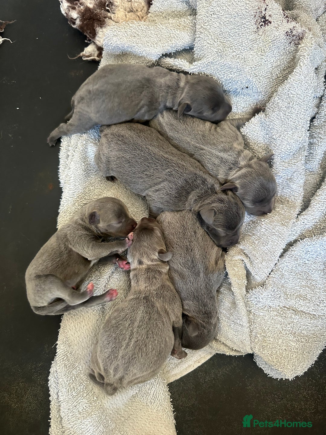 Staffordshire Bull Terrier dogs for sale: Stunning Blue staffy KC Registered Bullscaff Pups - Image 21