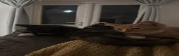 Domestic Shorthair cats for sale: Calico, ginger and black and white kitten  - Advert 5